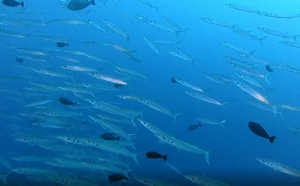 « Polynésie, les sages de l’océan » : la lutte des gardiens du lagon sur les plateformes de France Télévisions