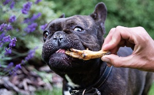 Les bienfaits des pattes de poulet pour votre chien