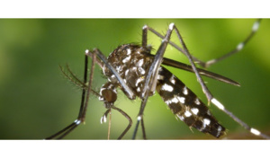 Émission Spéciale: Zika, un virus sans frontière sur France Ô et sur les chaînes 1ère