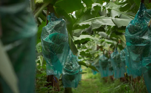 Outremer.ledoc : « Les Antilles empoisonnées, la banane et le chlordécone », un scandale sanitaire mis en lumière, ce lundi sur France 3
