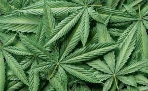 Fondements génétiques et identité des cultivars dans l’évolution du cannabis