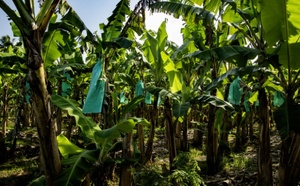 Chlordécone : un podcast inédit pour comprendre l’héritage d’un scandale et les défis de demain aux Antilles