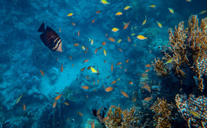 Tourisme en Guadeloupe : la réserve Cousteau, locomotive discrète de la côte ouest