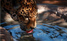 Destination le Mexique sauvage sur Nat Geo Wild