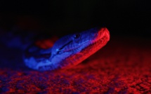 National Geographic Wild: "Prédateurs du crépuscule", la série d'horreur animalière par le créateur de "The Walking Dead"