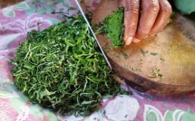 « Les Plantes vertes comestibles du Pacifique », la nouvelle émission culinaire inédite sur France Ô