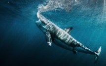 Inédit: Les requins à l'honneur du 14 au 28 juillet sur National Geographic Wild