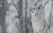 National Geographic Wild: Direction la Scandinavie à partir du 14 septembre