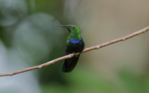 L'incroyable histoire de la faune Guadeloupéenne raconté dans un documentaire inédit ce mardi sur Guadeloupe La 1ère