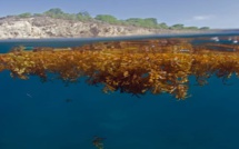 Conférence Internationale sur les Sargasses du 23 au 26 octobre: Les trois antennes de Guadeloupe La 1ère au rendez-vous