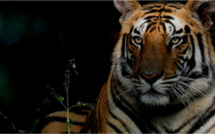 Les grands felins du monde à l'honneur sur National Geographic Wild à partir du 5 février