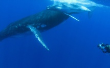 "Quand les baleines et tortues nous montrent le chemin" le documentaire évènement de Rémy TEZIER sur Réunion La 1ère, le 4 mars