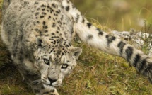 Ushuaïa TV - Festival de Ménigoute: Appel à projets pour la 1ère édition du Prix Ushuaïa TV du film Nature