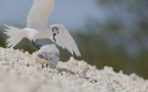 La faune de la Nouvelle-Calédonie mise à l'honneur le 14 juin sur France Ô