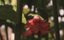 L'art des jardins en Martinique à retrouver ce dimanche dans Passion Outremer sur France Ô