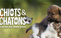 La nouvelle série documentaire "Chiots &amp; Chatons 3 mois pour devenir grands" à partir du 20 septembre sur C8