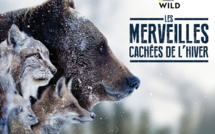 La vie des espèces sauvages sur trois continents différents dans « Les merveilles cachées de l'hiver », le 13 janvier sur National Geographic Wild