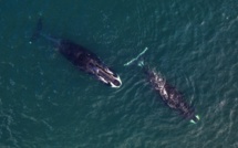 "A la recherche des géants des mers": Discovery Family célèbre le 19 février la journée internationale des baleines