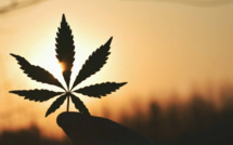 Légalisation du cannabis : quel est le prochain sur la liste ?