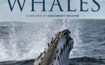 LES SECRETS DES BALEINES, série documentaire évènement produit par James Cameron, le 22 avril sur Disney+ à l'occasion de la journée de la Terre
