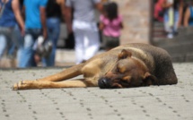 Appel à candidatures: INOV’ALI, des étudiants s’engagent dans la lutte contre la maltraitance animale à La Réunion