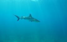 Shark Festival: Les requins à l'honneur en juin sur National Geographic Wild