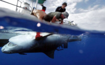 Documentaire: Enquêtes sur les attaques de requins à l'île de la Réunion, le 12 juin sur Ushuaïa TV