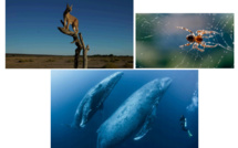 Plongée dans le monde animal dés le 6 juillet sur Discovery Science