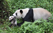 Plongée au coeur de l'Afrique et de l'Asie sur National Geographic Wild