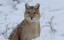 "Wild Winter" : Programmation spéciale hiver du 20 au 31 décembre sur National Geographic Wild