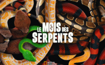 Le mois des serpents est de retour à partir du 1er février sur National Geographic Wild