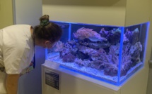La Réunion : Installation d'un aquarium dans le service pédiatrie du CHU de Saint-Denis