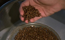 Le café calédonien au coeur d'un film documentaire le 28 février sur France 3 et La1ere.fr