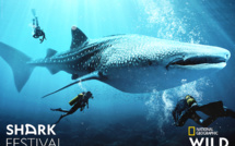 Le "Shark Festival" de retour avec 12h de programmation originale dès le 4 mai sur National Geographic Wild