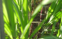 La canne à sucre à l'honneur dans un documentaire inédit le 4 mai sur Réunion La 1ère
