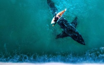 Le grand requin blanc à l'honneur dans un documentaire inédit le 20 décembre sur Discovery Channel