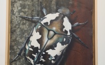 La Réunion : Méo en exposition à la Saga du Rhum jusqu'au 9 février