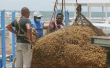 La lutte contre les sargasses au coeur d'un documentaire inédit, le 27 mars sur France 3 et La1ere.fr