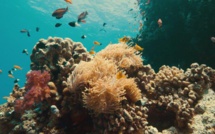 Documentaire : « Océan en danger : la bataille pour le corail » diffusé sur Discovery Channel à l'occasion de la Journée de la Terre