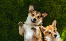 Mission Protection 3ème édition : Ultra Premium Direct s’engage auprès des associations de protection animale à La Réunion