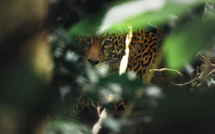 Les jaguars en Guyane et ses conséquences, au programme d'un documentaire diffusé ce lundi sur France 3