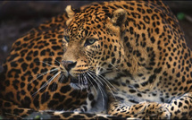 Ce lundi sur France 3 : "Vivre avec le jaguar", la Guyane au cœur du sauvage