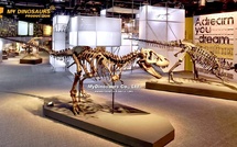 L'utilisation pédagogique des squelettes dans les musées et les écoles