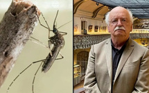 "Des moustiques et des hommes" : plongée au cœur d’une guerre millénaire sur les plateformes numériques de France Télévisions