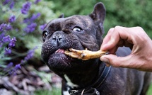 Les bienfaits des pattes de poulet pour votre chien