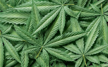 Fondements génétiques et identité des cultivars dans l’évolution du cannabis