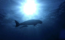 « Dugong Blues, les dernières sirènes de Mayotte » : une plongée au cœur d’une espèce en sursis, le 9 mars sur France 3