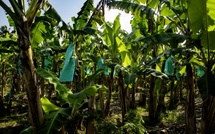 Chlordécone : un podcast inédit pour comprendre l’héritage d’un scandale et les défis de demain aux Antilles