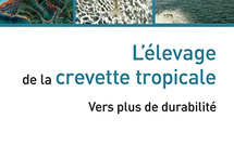 Crevetticulture tropicale : un nouvel ouvrage explore les pistes pour rendre la filière plus durable