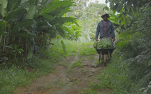 « Outre-mer, terres de solutions » : France 3 explore le combat pour la souveraineté alimentaire des territoires ultramarins